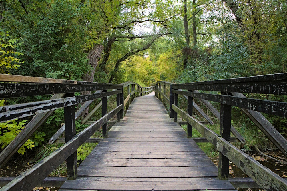 A wooden bridge passing through a lush green forest, surrounded by trees in various shades of green and yellow, with a serene pathway leading into the distance.